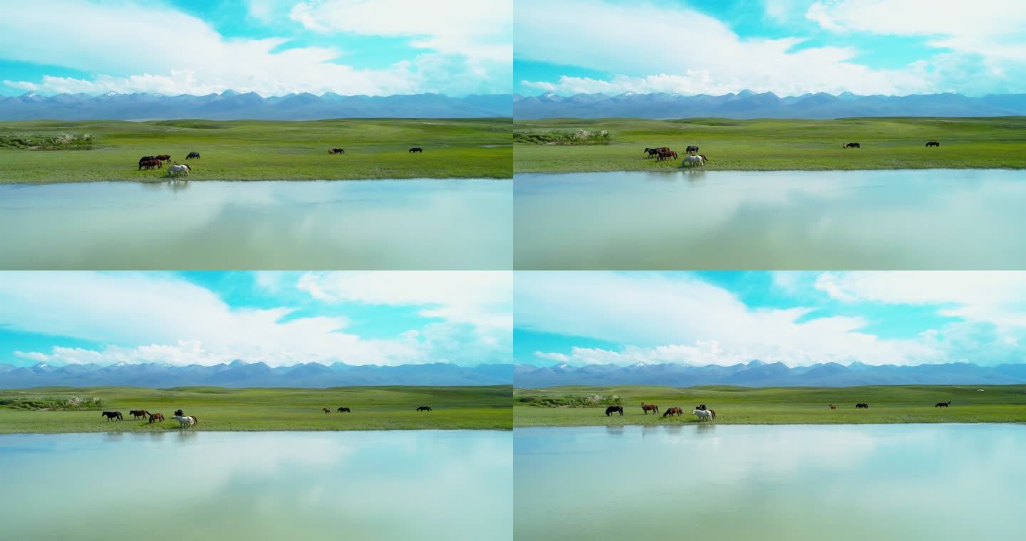 夏天新疆草原马匹悠闲的在河边吃草