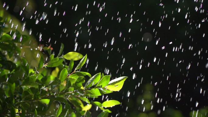 雨滴缓慢落在绿叶上