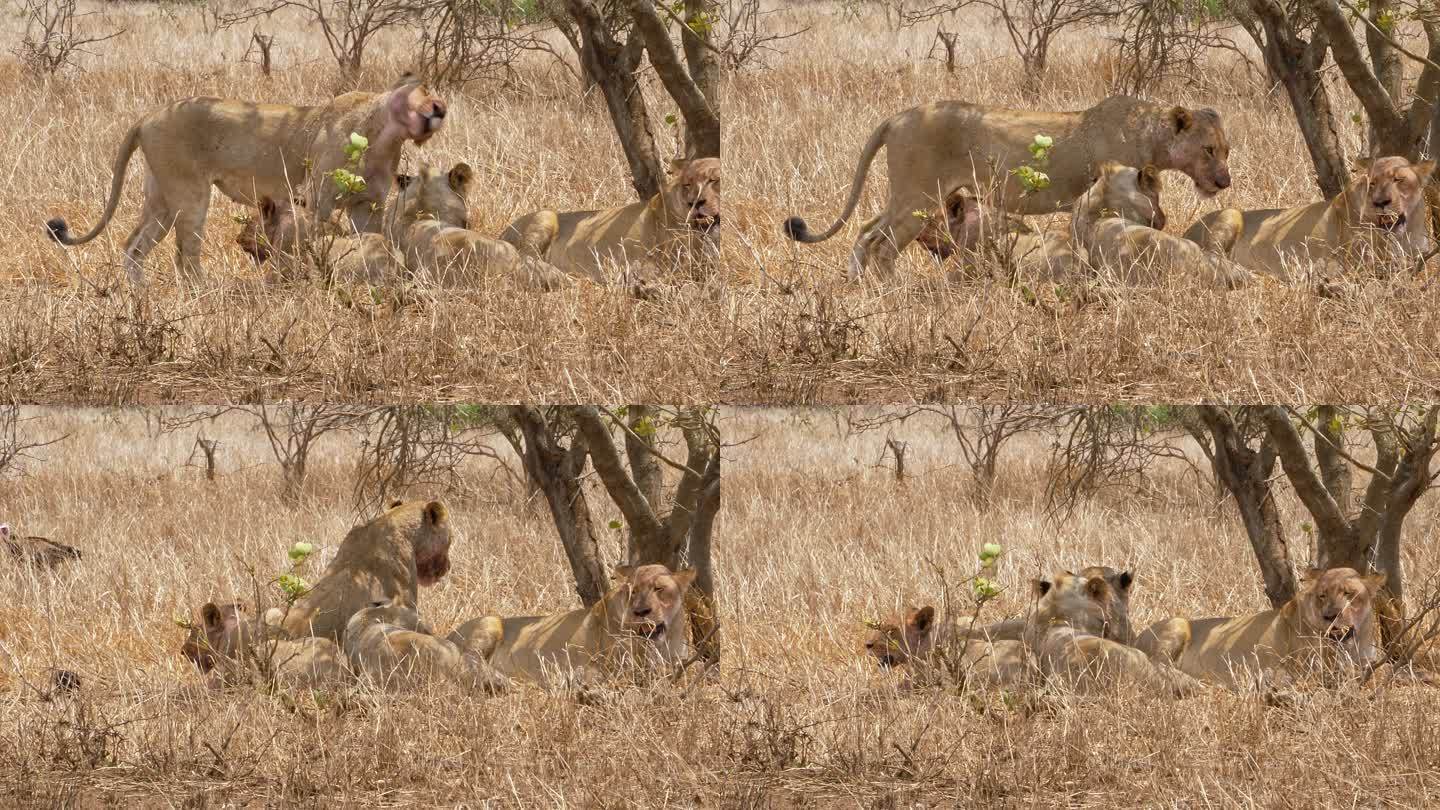 雌狮新鲜宰杀动物园野生动物非洲草原生物多