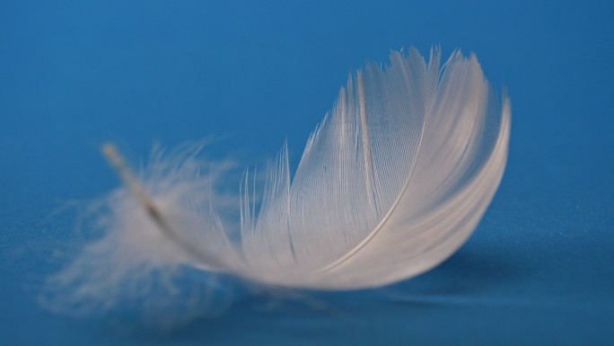 单个白色羽毛及其在蓝色背景上的光效应
