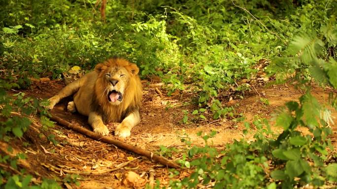 丛林之王动物园攻击公狮子