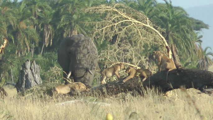 大象和狮子动物园野生动物非洲草原生物多样