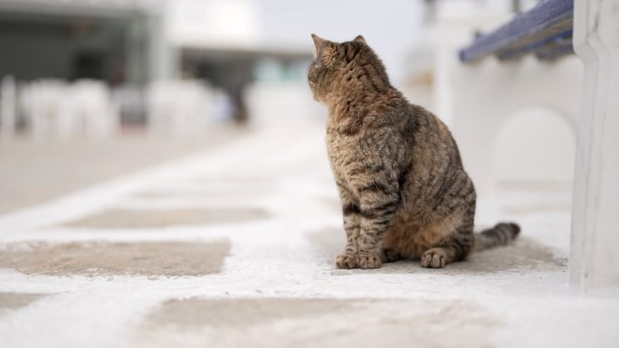 希腊米科诺斯岛著名的猫