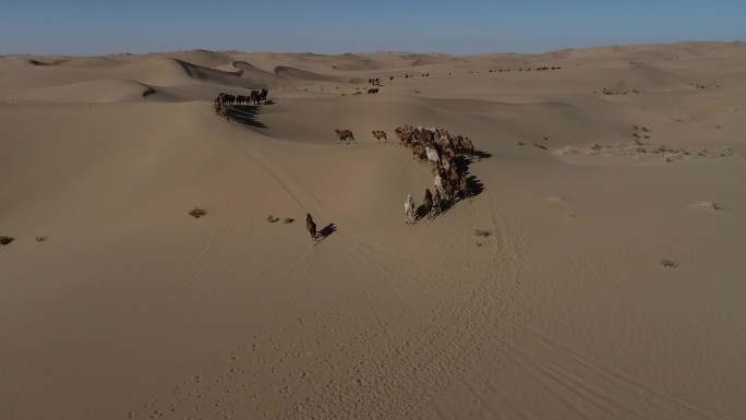 穿越乌兰布哈大沙漠的驼群