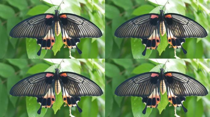 叶子上的燕尾蝶新生命-茧植物户外