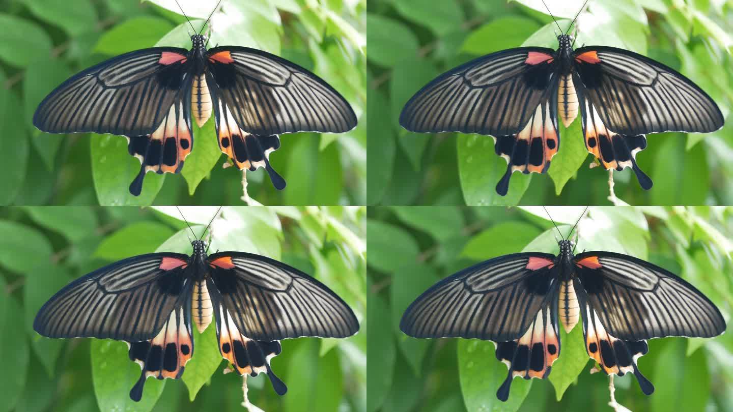 叶子上的燕尾蝶新生命-茧植物户外