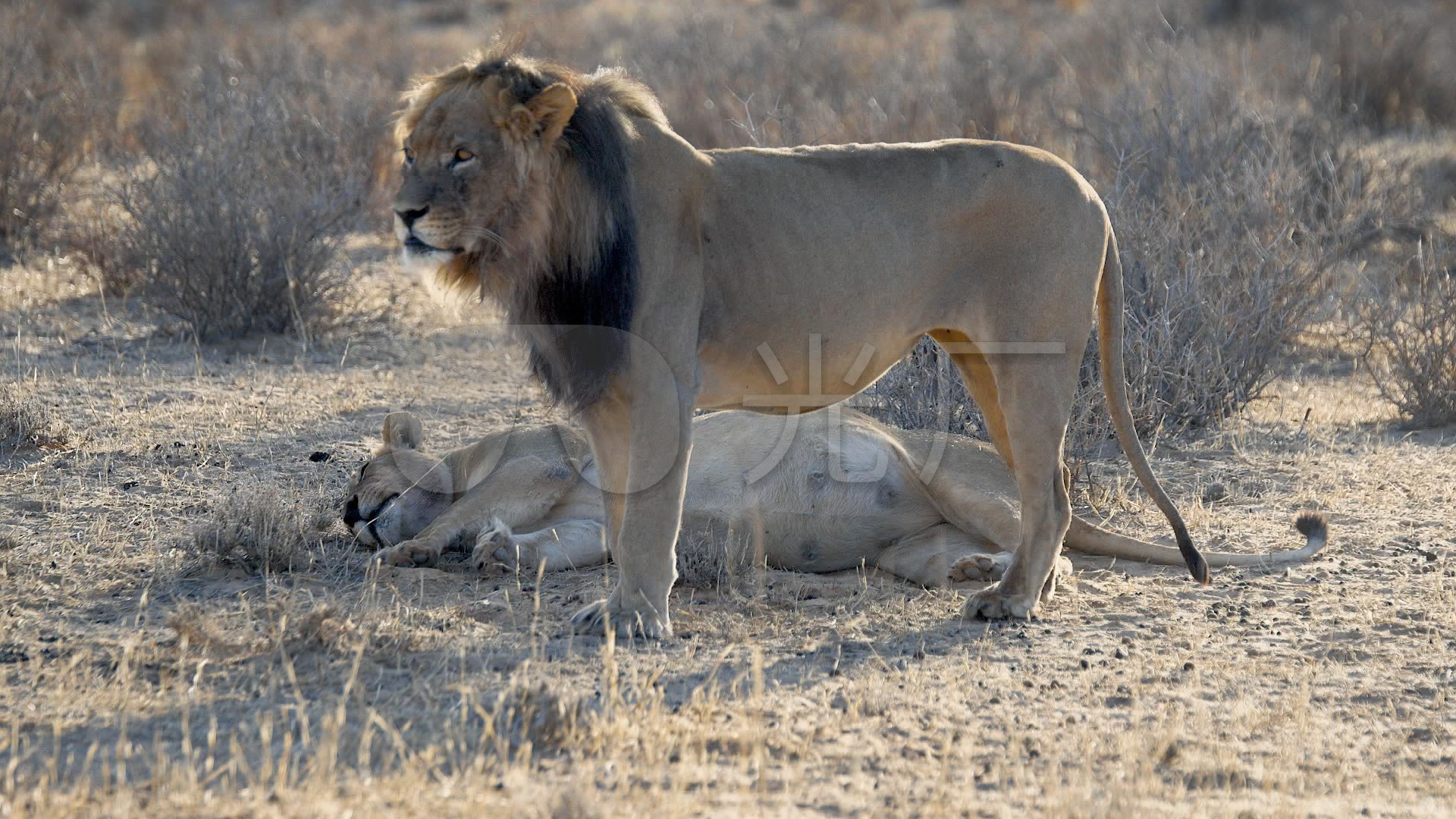 非洲草原上正在交配的狮子：动物世界里的“少儿不宜”_蓝眼睛观世界_新浪博客