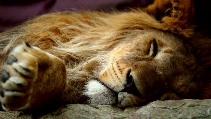 沉睡的狮子动物园野生动物非洲草原生物多样