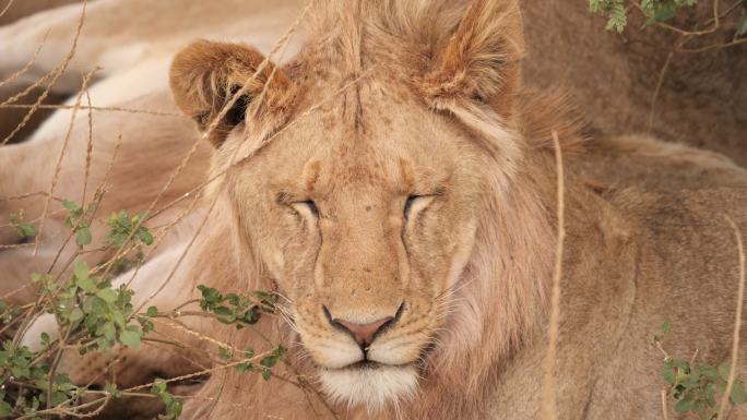 非洲狮野外狮子雄狮母狮子