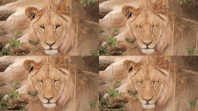 非洲狮野外狮子雄狮母狮子
