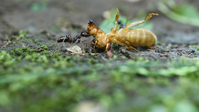 奋斗不懈坚持努力蚂蚁觅食微距素材