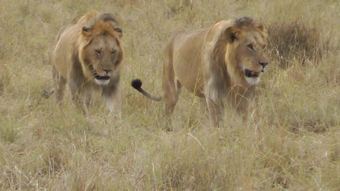 雄狮动物园野生动物非洲草原生物多样性