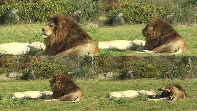 狮子放松动物园野生动物非洲草原生物多样性