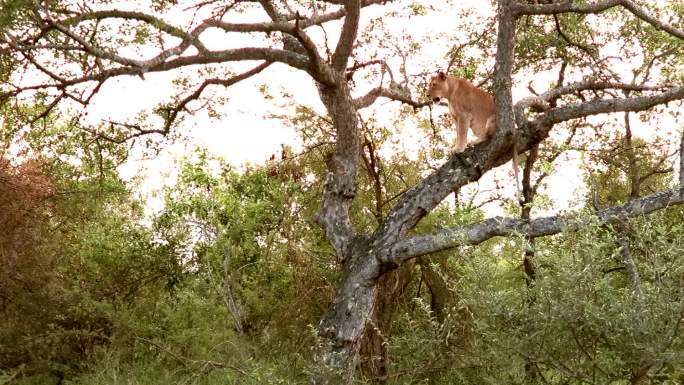 克鲁格野生动物保护区树上的狮子