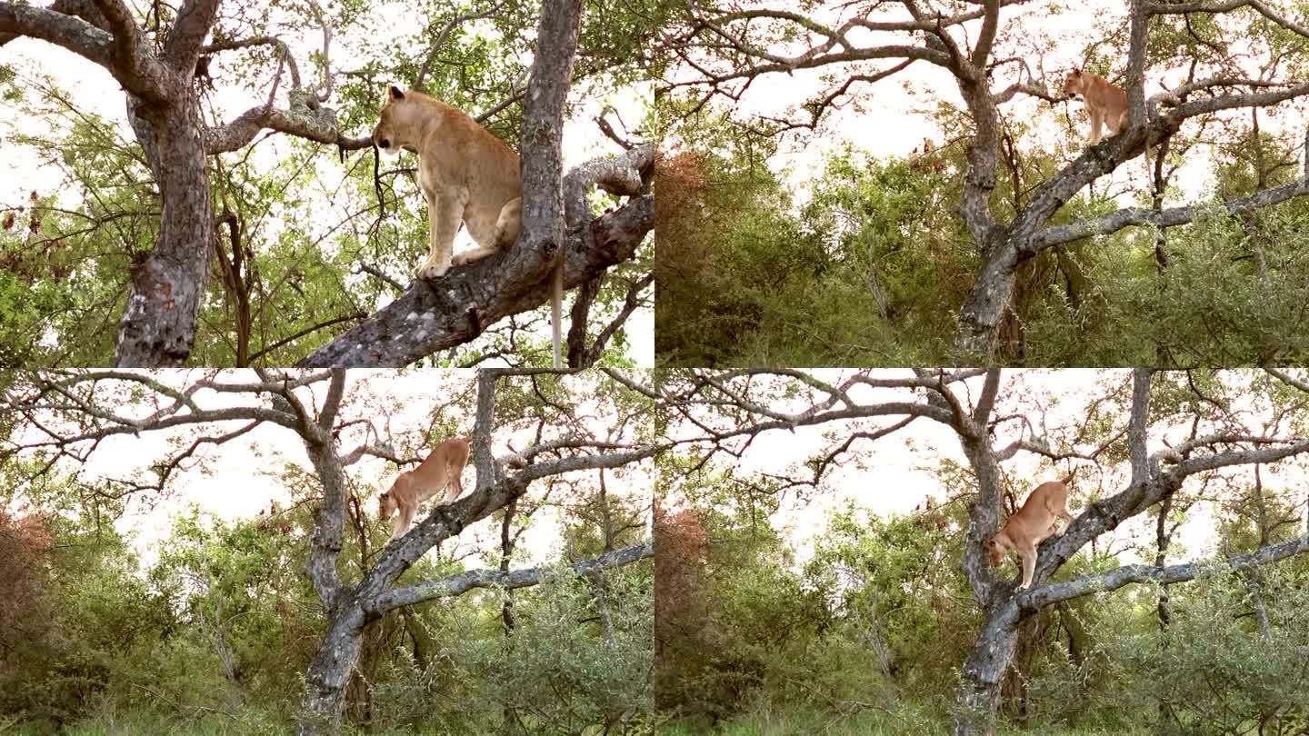 克鲁格野生动物保护区树上的狮子