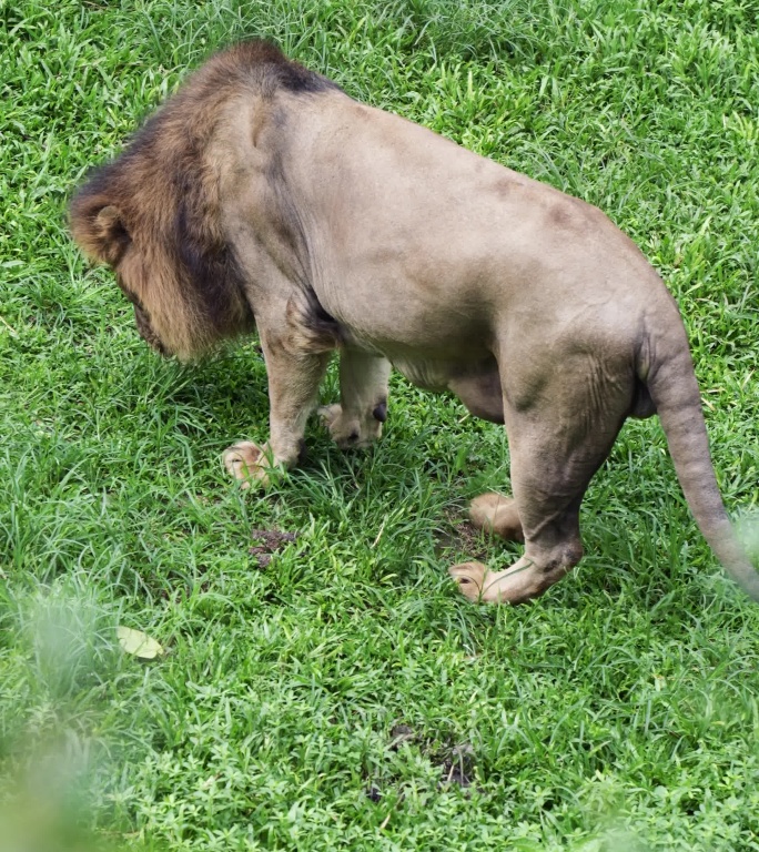 雄狮动物园野生动物非洲草原生物多样性