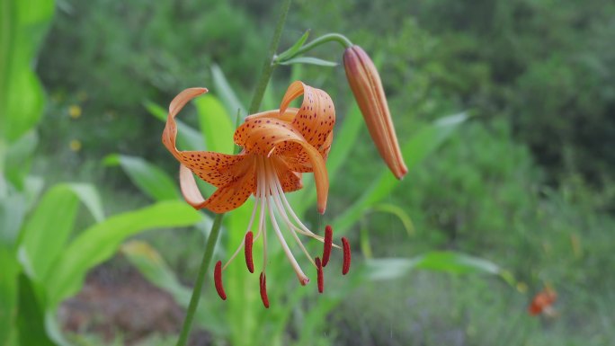 滇东百合药物百合花