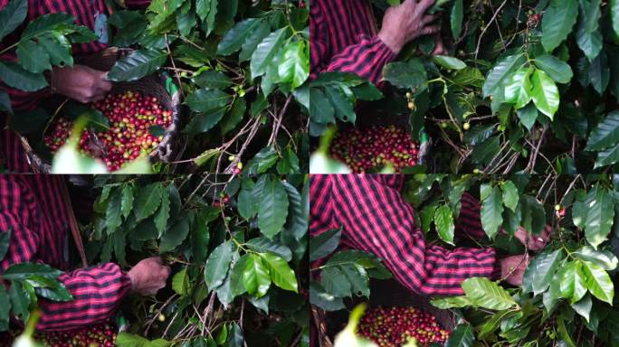 咖农采摘咖啡实拍素材