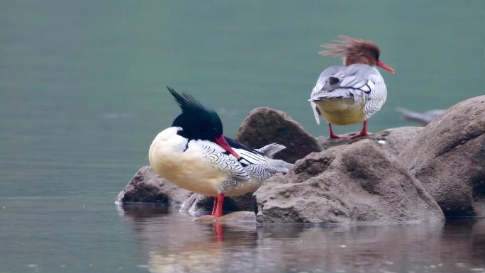 高清实拍国家一级中华秋沙鸭梳理羽毛
