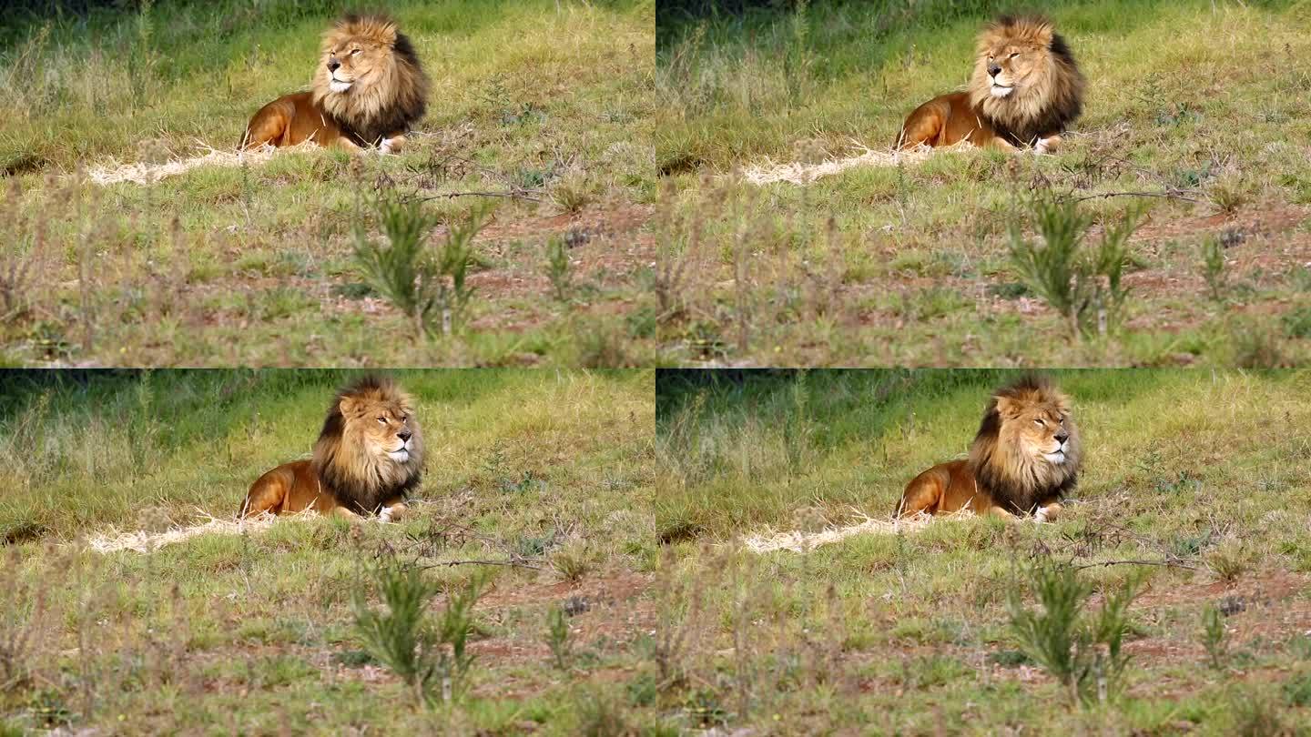 骄傲地坐着自由自在悠闲非洲狮