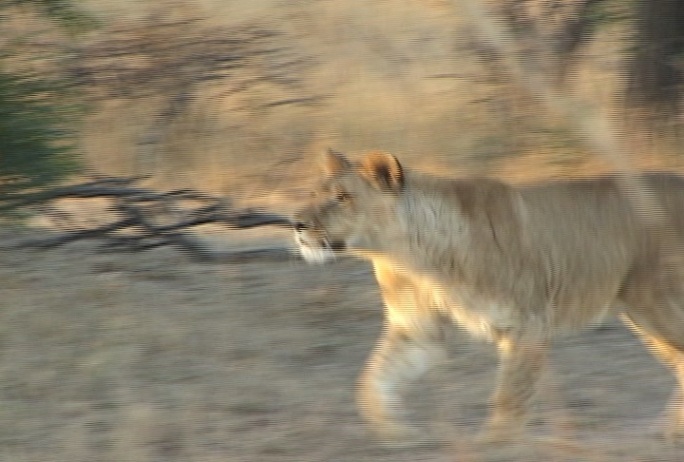 奔跑的母狮非洲热带雨林草原枯黄母狮子奔跑