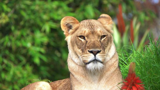 野外的幼狮动物园野生动物非洲草原生物多样
