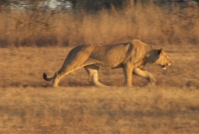 狮子跟踪大草原咆哮公园保护区