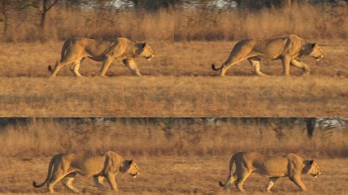 狮子跟踪大草原咆哮公园保护区