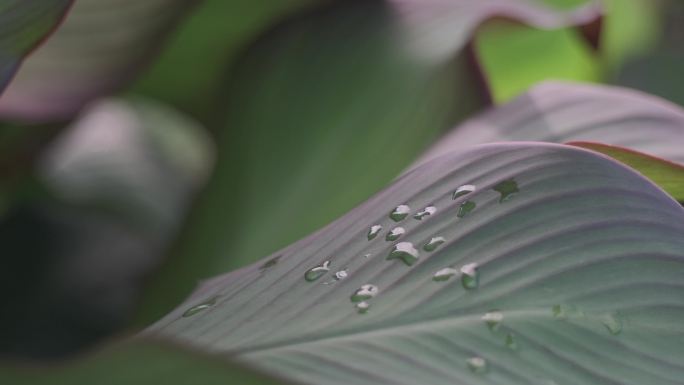 蕉芋 美人蕉科植物