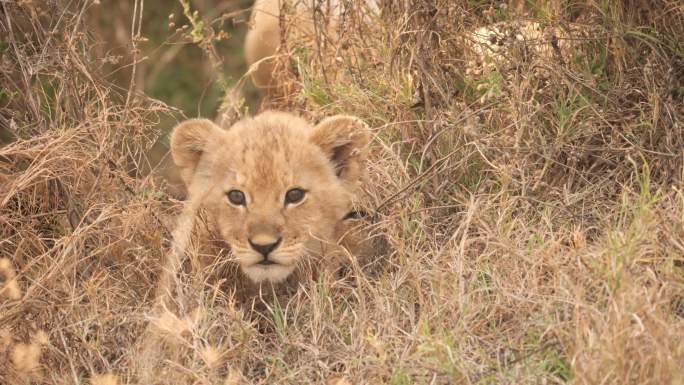 非洲狮幼崽非洲草原枯黄狮幼崽可爱觅食