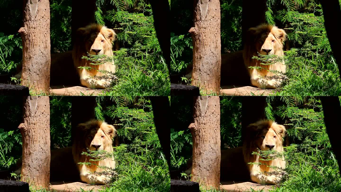 白狮看着相机放松动物园野生动物非洲草原生