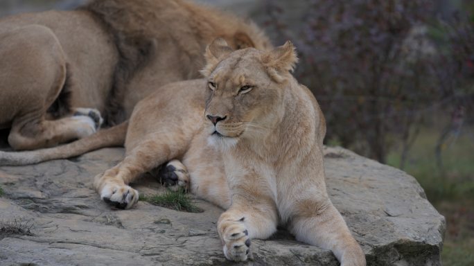 狮子在花园里休息动物园野生动物非洲草原生