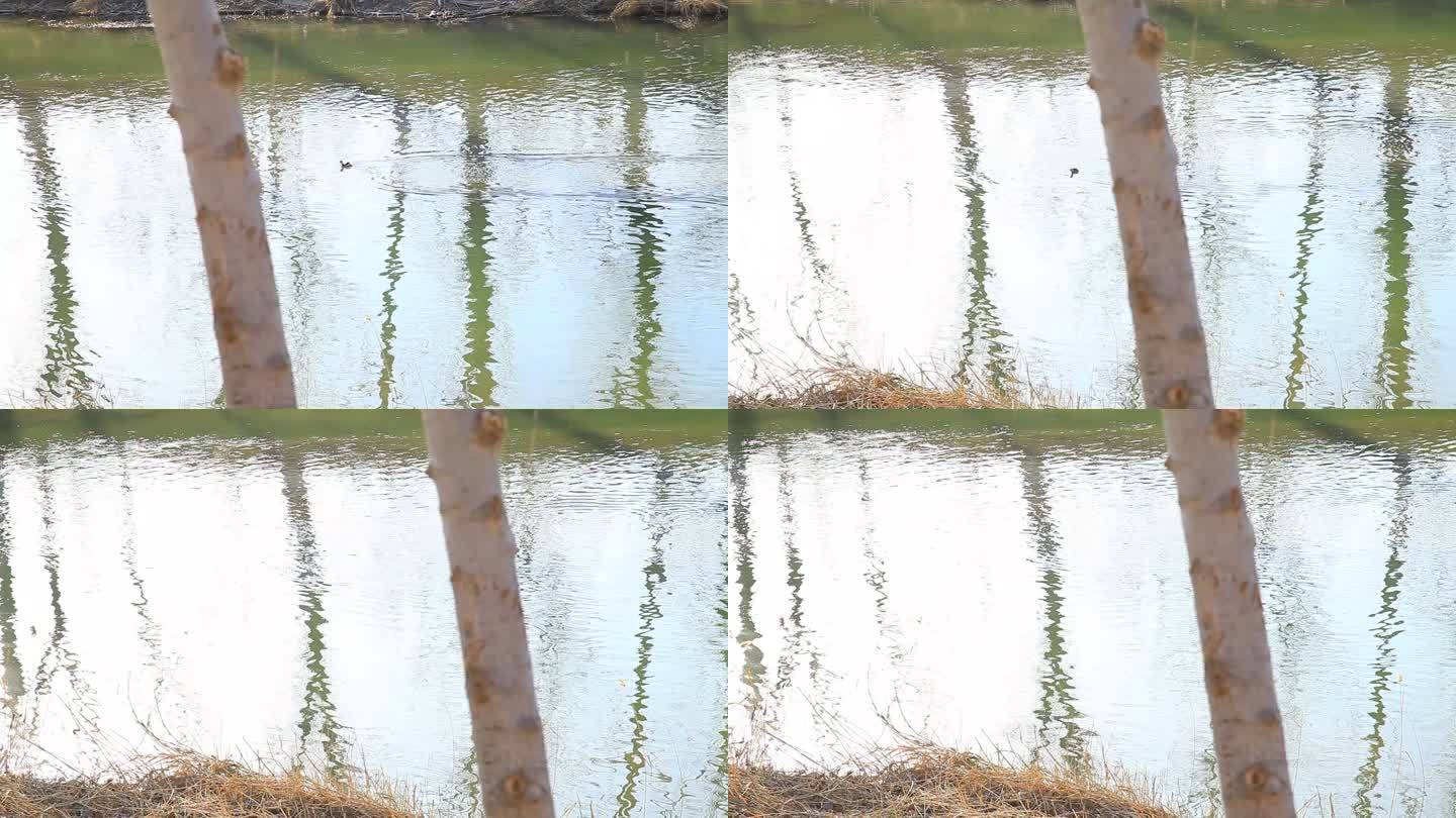 河中突然钻出一只水鸭在河面游走又潜入水中