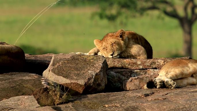 狮子与幼崽一起休息