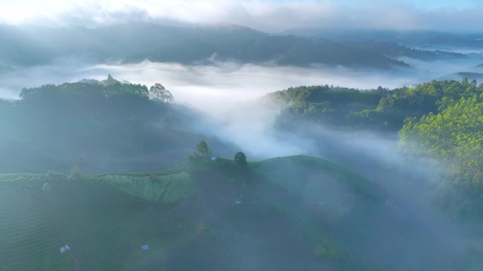 航拍茶山