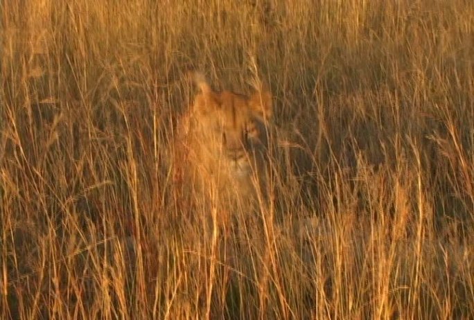 狮子跑向摄像机动物园野生动物保护生物多样