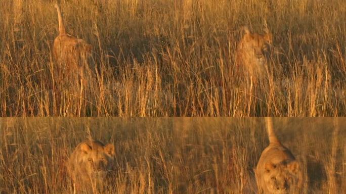 狮子跑向摄像机动物园野生动物保护生物多样