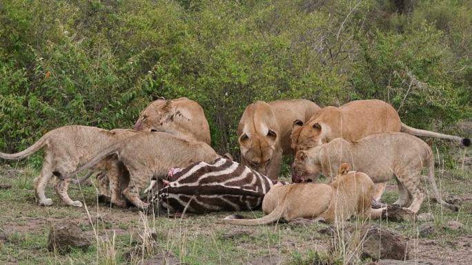 狮子吃斑马动物园野生动物保护生物多样