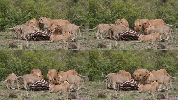 狮子吃斑马动物园野生动物保护生物多样