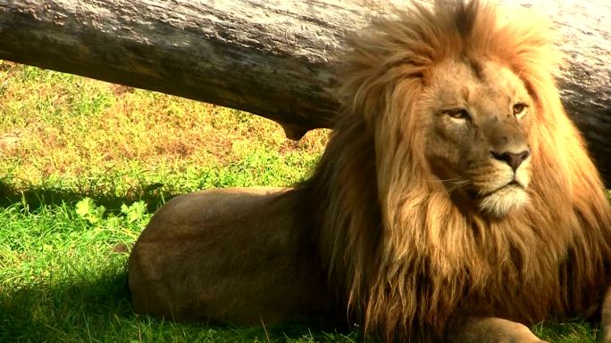 狮子在草地上放松捕食觅食动物世界