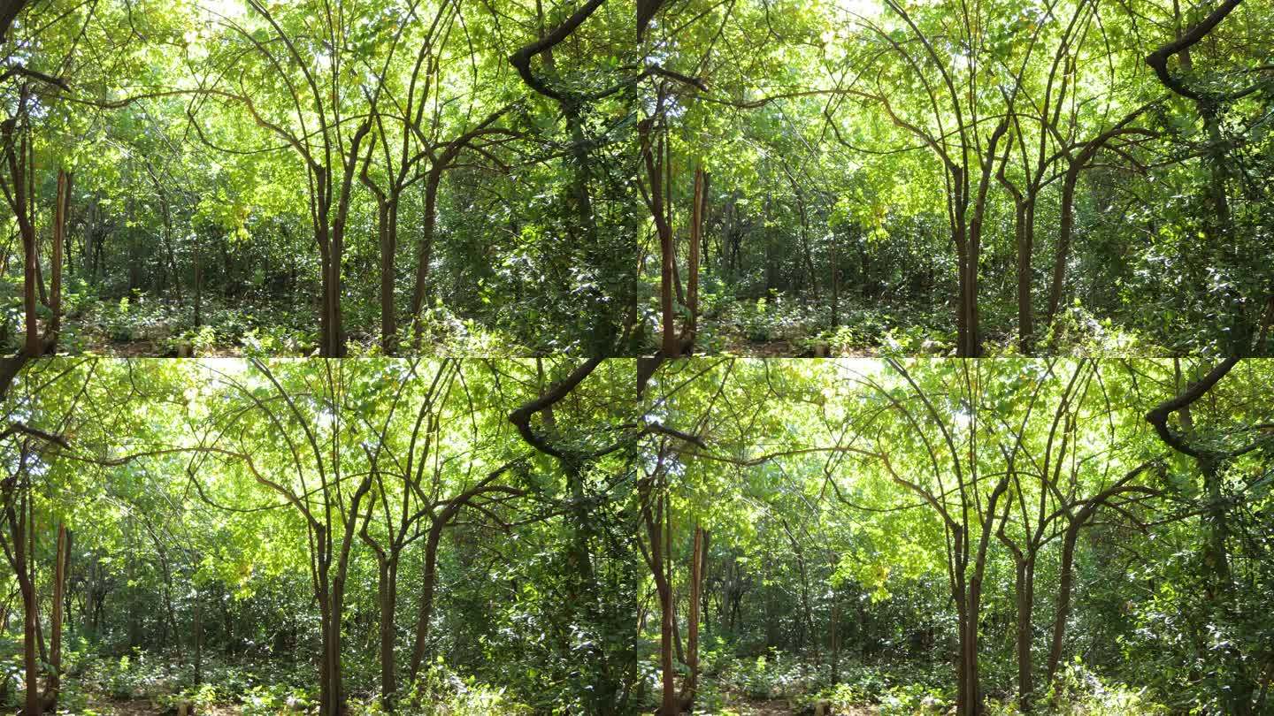 热带雨林中高树的POV。