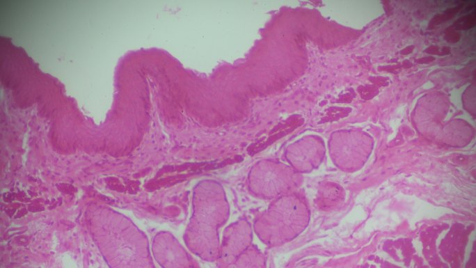 光学显微镜下的Oesophagus T.S