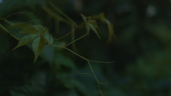 花园植物的低调特写