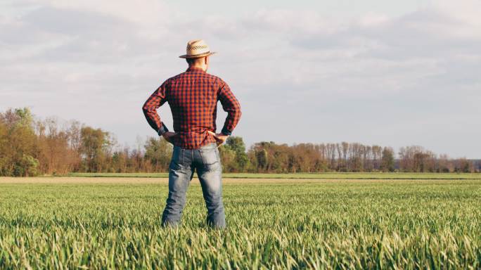 男农民双手叉腰站在阳光明媚、田园牧歌般的乡村绿色麦田里，慢动作