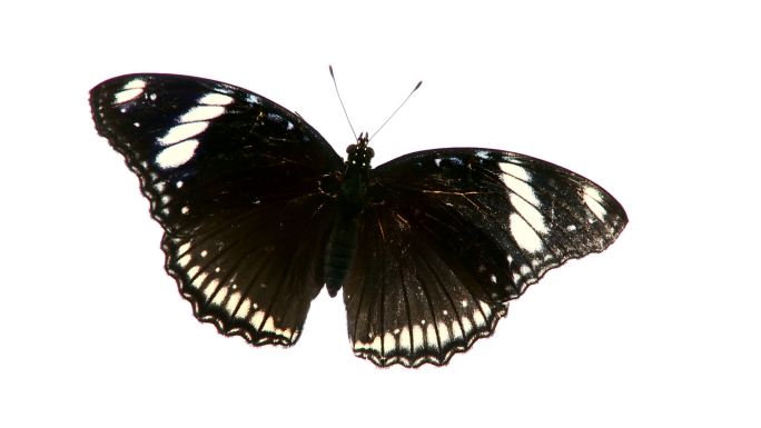 黑蝴蝶。昆虫类飞舞蝴蝶