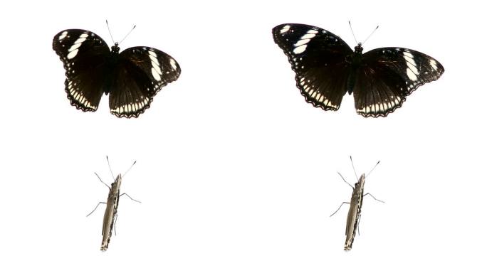 黑蝴蝶。昆虫类飞舞蝴蝶