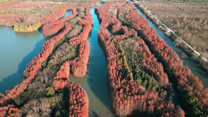 上海海湾国家森林公园  秋冬水杉林 航拍