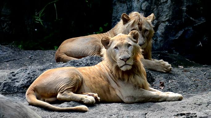 狮子是野生动物保护区的丛林动物之王