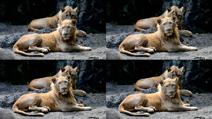 狮子是野生动物保护区的丛林动物之王