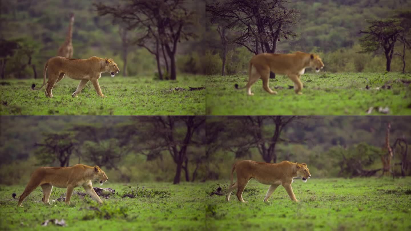 母狮在草地上散步捕食狮子觅食动物世界